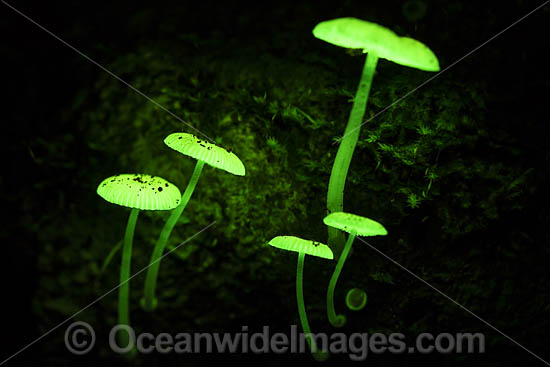 Bioluminescent Fungi at night photo
