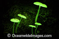 Bioluminescent Fungi at night Photo - Gary Bell