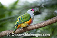 Rose-crowned Fruit Dove Photo - Gary Bell