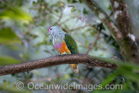 Rose-crowned Fruit Dove photo