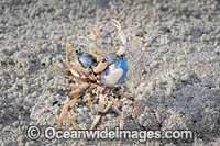 Soldier Crabs Photo - Gary Bell