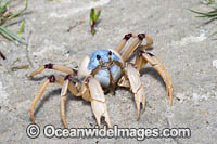 Soldier Crab Photo - Gary Bell