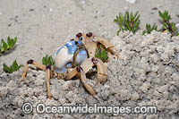 Soldier Crab Photo - Gary Bell