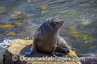 Australian Fur Seal Narooma Photo - Gary Bell