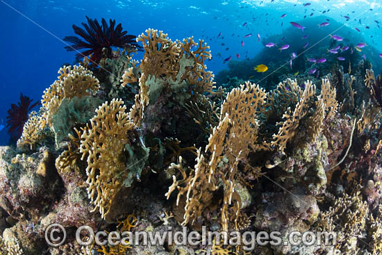 Branching Fire Coral photo