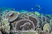 Reef scene PNG Photo - Gary Bell