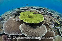 Reefscape Corals PNG Photo - Gary Bell