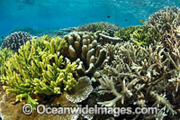 Reefscape Corals PNG Photo - Gary Bell