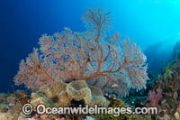 Sea Fan Coral Photo - Gary Bell