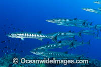 Schooling Chevron Barracuda Photo - Gary Bell