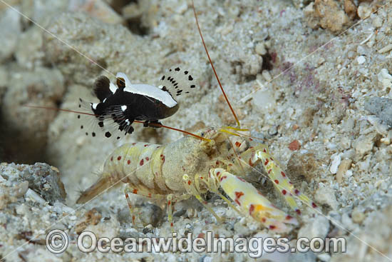 Whitecap Goby and Shrimp photo
