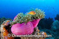 Pink Anemonefish Photo - Gary Bell