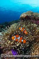 Eastern Clownfish Photo - Gary Bell