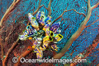 Sea Tunicate on Fan Photo - Gary Bell
