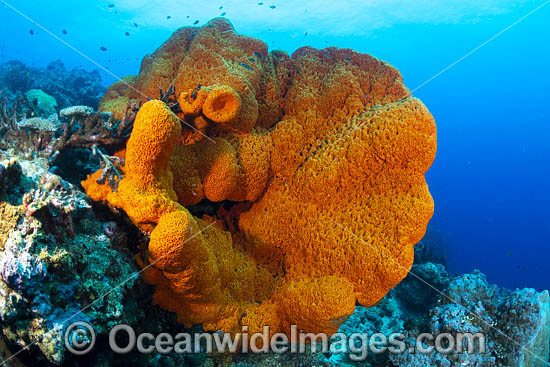 Large Sea Sponge 