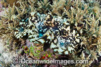 Giant clam Photo - Gary Bell