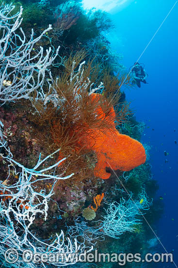 Diver and Corals photo