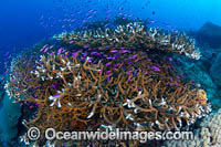 Coral Reef Scene Photo - Gary Bell