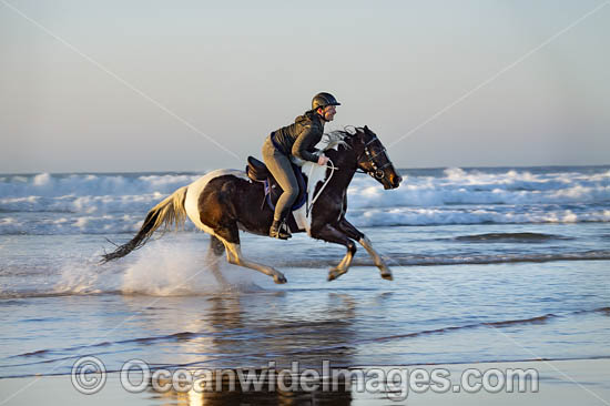Horseriding Coffs beach photo