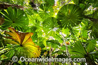 Fan Palm forest Queensland Photo - Gary Bell