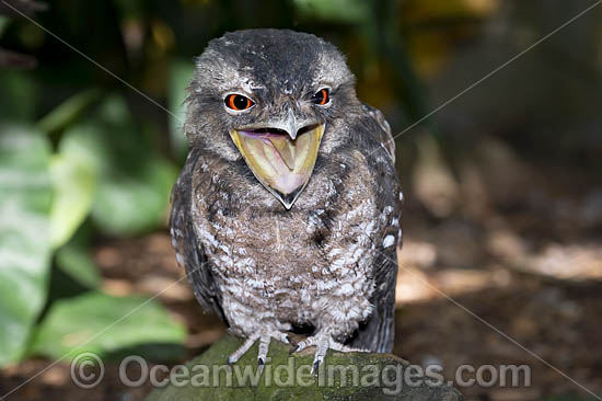 Papuan Frogmouth photo