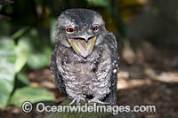 Papuan Frogmouth Photo - Gary Bell