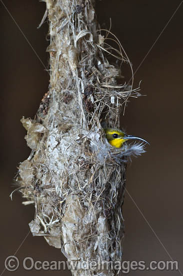 Olive-backed Sunbird in nest photo
