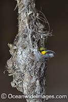 Olive-backed Sunbird in nest Photo - Gary Bell