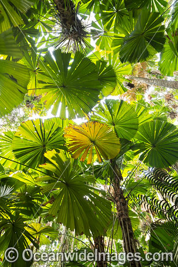 Fan Palm Forest photo