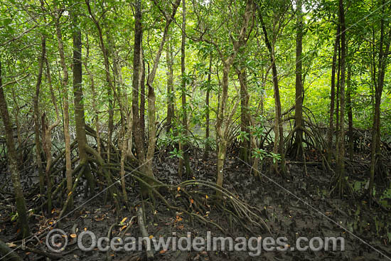 Mangroves Cape Tribulation photo