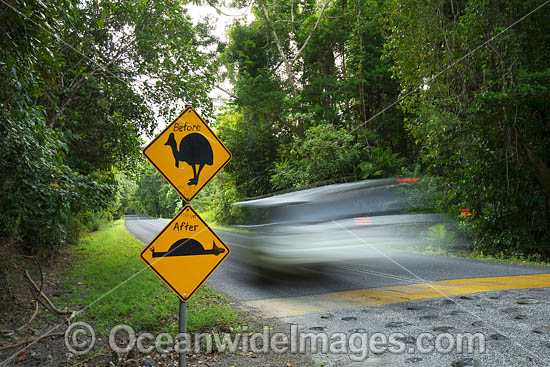 Cassowary Warning sign photo