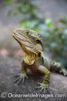 Water Dragon Australia Photo - Gary Bell