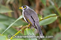 Noisy Miner Coffs Harbour Photo - Gary Bell