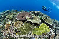 Coral Reef Scene PNG Photo - Gary Bell