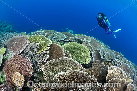 Coral Reef Scene PNG photo