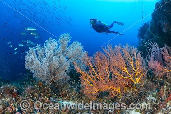 Tropical Reef and Diver photo