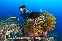 Tropical Reef and Diver Photo - Gary Bell