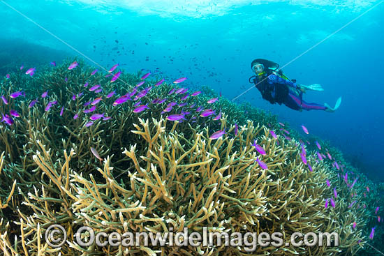 Diver Coral and Fish photo