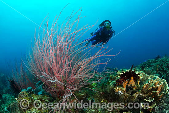 Whip Coral and Diver photo