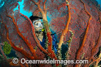 Diver and Fan Coral Photo - Gary Bell