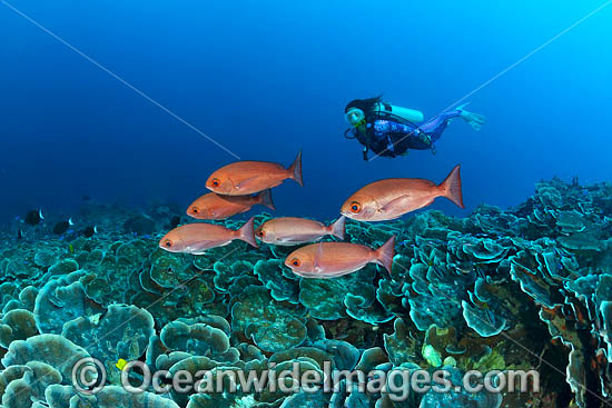 Pinjalo Snapper and Diver photo