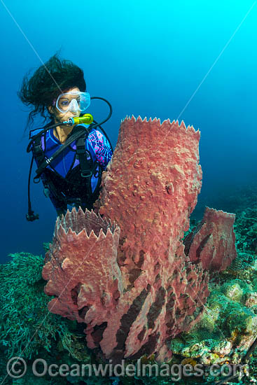 Diver and Giant Barrel Sponge photo