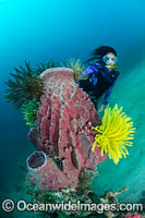 Diver Sponge and Crinoid Photo - Gary Bell