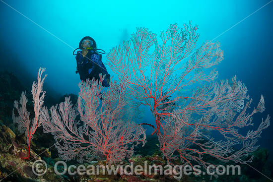 Diver and Fan Coral photo