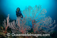 Diver and Fan Coral Photo - Gary Bell