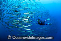 Diver and Chevron Barracuda Photo - Gary Bell