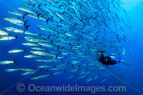 Diver and Chevron Barracuda photo