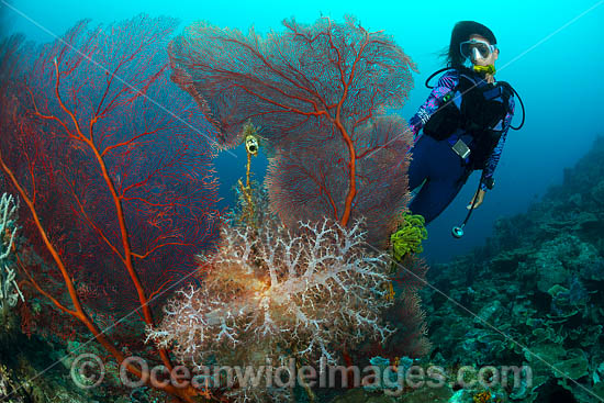 Diver and Coral reef photo