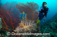Diver and Coral reef Photo - Gary Bell