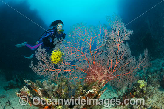 Scuba Diver and Reef photo
